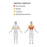 Iso-Lateral Rowing Machine - Diamond