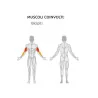 Macchina Bicipiti - Seated Biceps Diamond